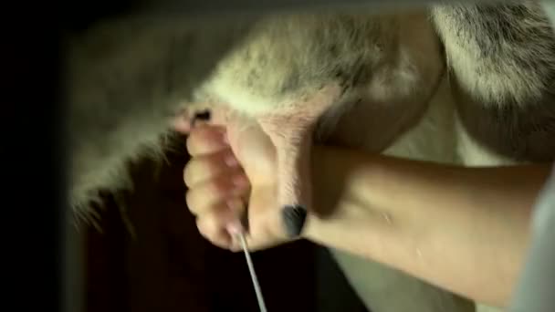 Fechar as mãos femininas ordenhando uma vaca . — Vídeo de Stock