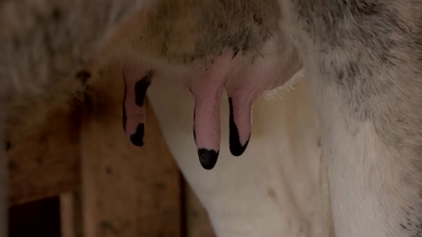 Cows udder close up. — Stock Video