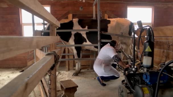 Άρμεγμα μιας αγελάδας στο μικρό αγρόκτημα γαλακτοπαραγωγής. — Αρχείο Βίντεο