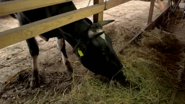 关闭在农场吃干草的牛 在谷仓里喂家养的牛 农业经营理念 — 图库视频影像