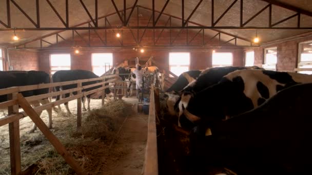 Vaches dans une étable à la ferme laitière . — Video