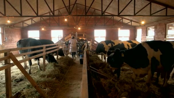 Alimentação de vacas em galpão . — Vídeo de Stock