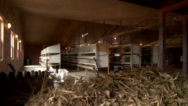 Ξύλινα κλουβιά για κουνέλια στο αγρόκτημα αναπαραγωγής. — Αρχείο Βίντεο