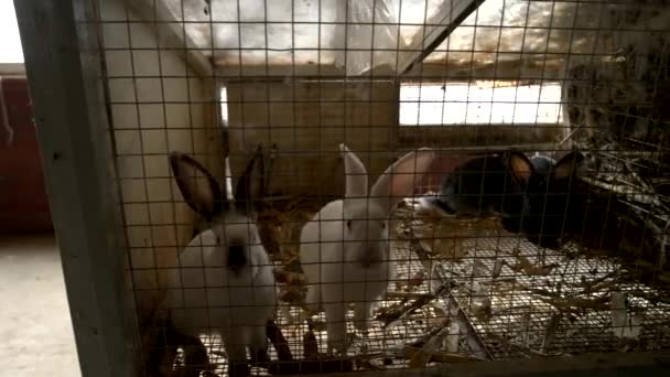 Cute rabbits in hutch. — Stock Video