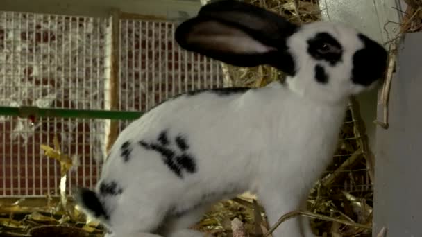 Vit kanin äter hö på gården. — Stockvideo