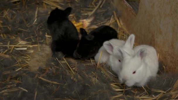 Čtyři roztomilé králíci v kleci.