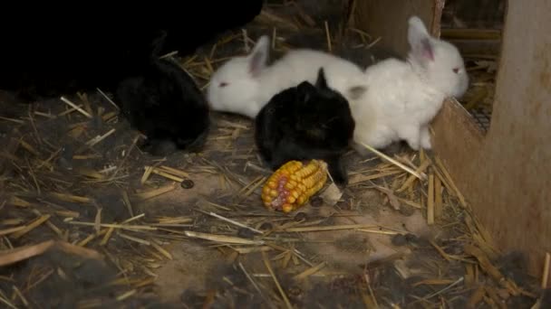 Voeding jonge konijnen op de boerderij. — Stockvideo
