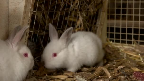 Close-up van twee witte kleine konijnen in kooi. — Stockvideo