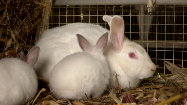 Feche três coelhos brancos na gaiola . — Vídeo de Stock