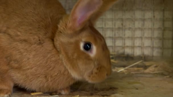 Närbild söt brun kanin i bur. — Stockvideo