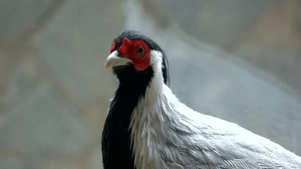 Close up portrait of beautiful silver pheasant. — Stock Video