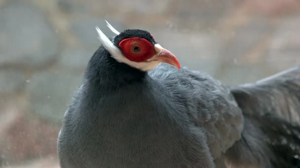 Portrait of beautiful gray pheasant close up. — Stock Video