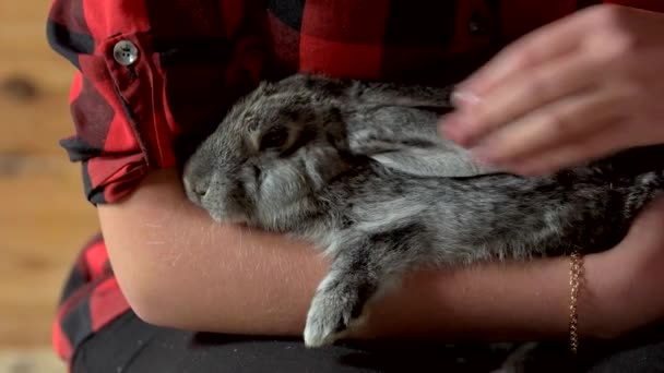 Close up woman caressing her rabbit. — Stock Video