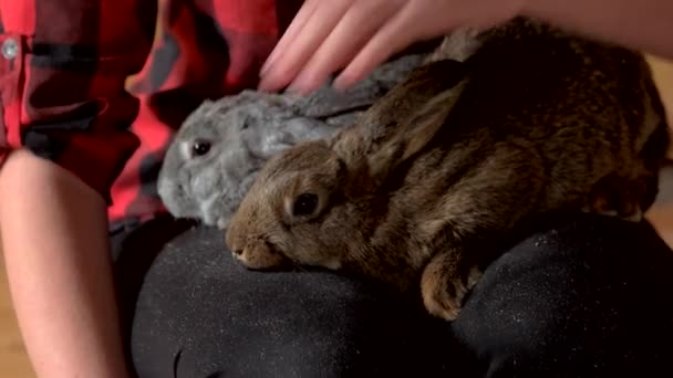 Close-up van de vrouw strelen konijn. — Stockvideo