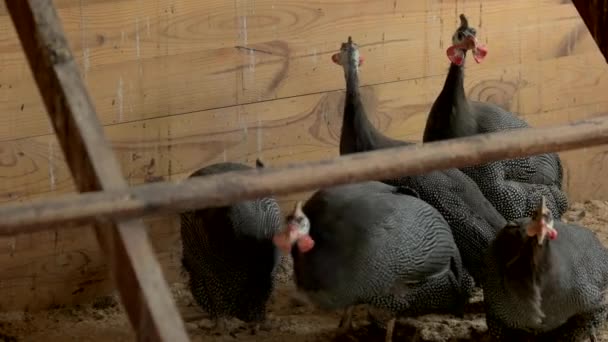 Группа фазанов гуляет по ферме . — стоковое видео
