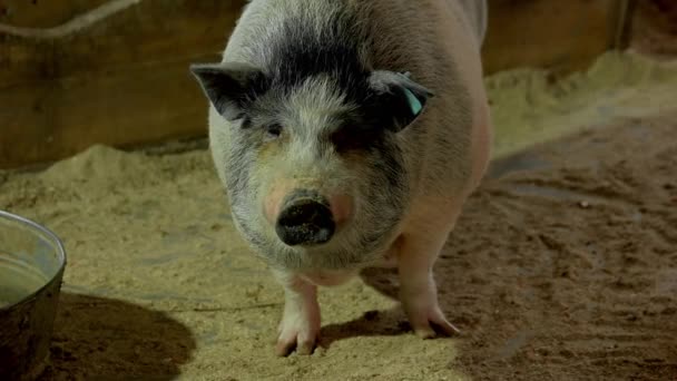 Hautnah niedliches Deko-Schwein auf dem Bauernhof. — Stockvideo