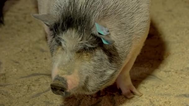 Close up cute pigs at animal farm. — Stock Video