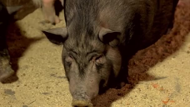 Świnie wietnamskie kłapobrzuchowe na farmie z bliska. — Wideo stockowe
