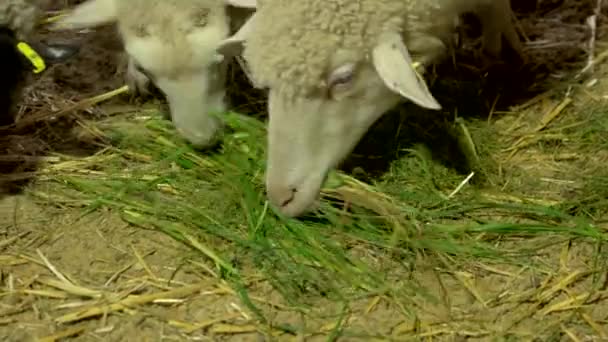 Zbliżenie owiec jedzących zieloną trawę na farmie. — Wideo stockowe