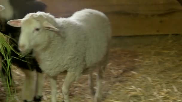 Ovelhas comendo grama em estábulo na fazenda de reprodução . — Vídeo de Stock