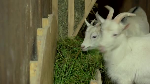 Fiatal kecskék szénát esznek egy farmon lévő istállóban.. — Stock videók