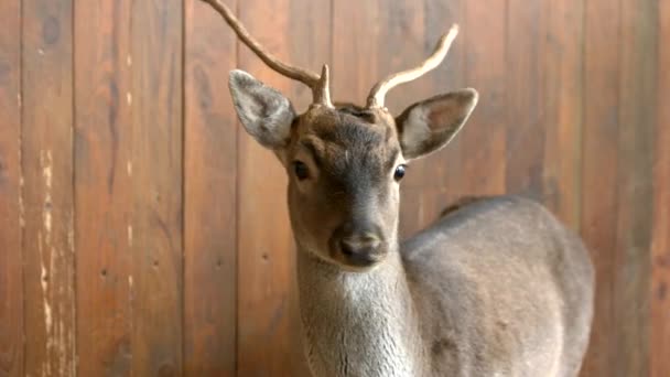 Young deer at breeding farm. — Stock Video