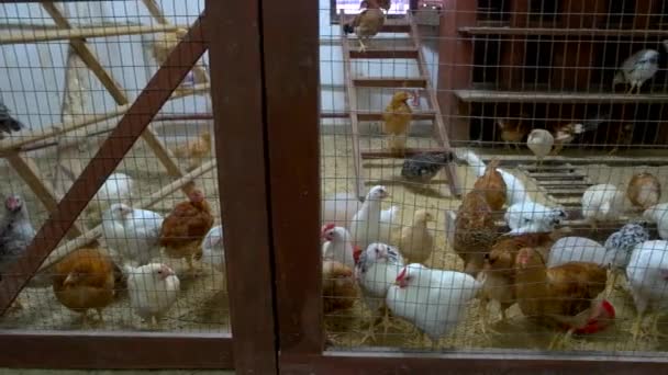 Many chickens in hen house at poultry farm. — Stock Video