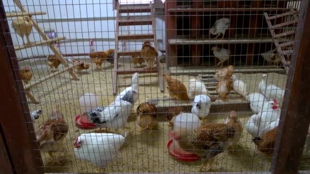 Jeunes poules domestiques dans le poulailler . — Video