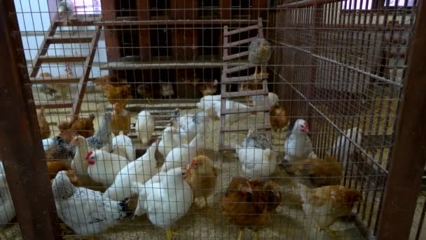 Incubateur de poulet à griller à la ferme animale. — Video