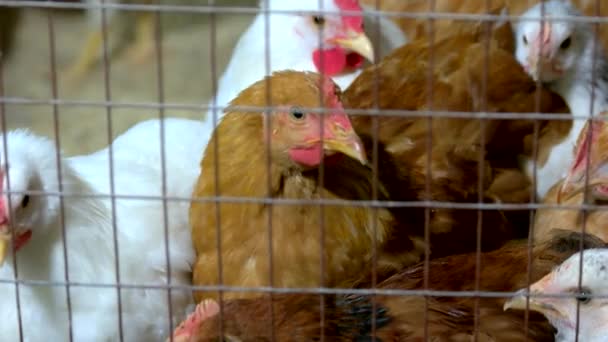 Hens in cages at countryside industrial farm. — Stock Video