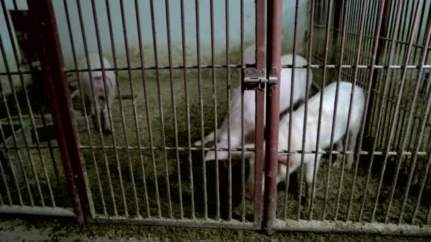 Pigs in the cage at animal farm. — Stock Video