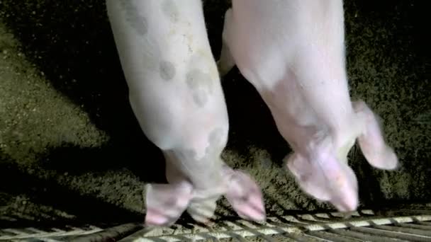 Schattig varkens in een kooi op eco-boerderij. — Stockvideo