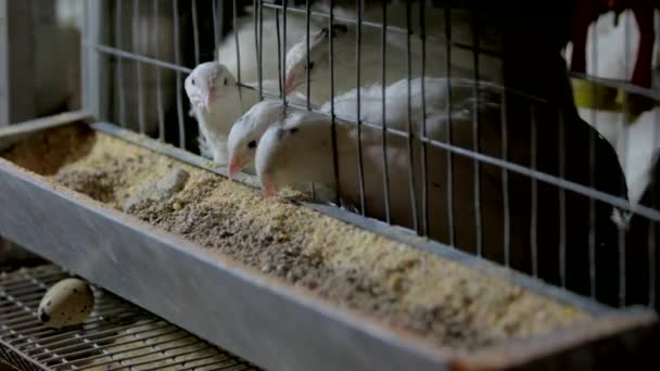 Codornices blancas comiendo alimentos en granja avícola . — Vídeos de Stock