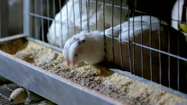 Tyúkólban tojótyúkok etetése baromfitartó gazdaságban. — Stock videók