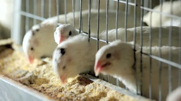 Codornices jóvenes comiendo en una jaula en una granja. — Vídeos de Stock