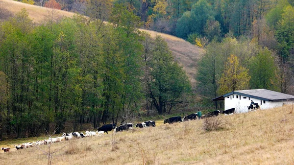 Herd of cows and goats walking on meadow