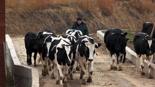 Agricultor y grupo de vacas en la carretera . — Foto de Stock