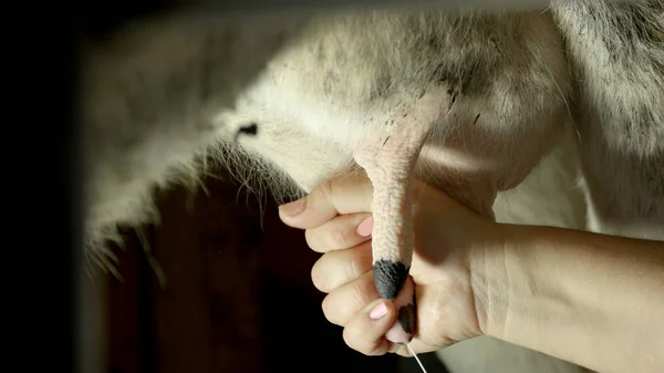 Close-up vrouwelijke handen melken een koe. — Stockfoto
