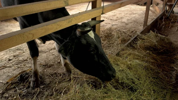 Közelről eszik szénát farm tehén. — Stock Fotó