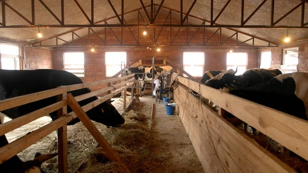 Cowshed granja moderna con vacas ordeñando comer heno. —  Fotos de Stock