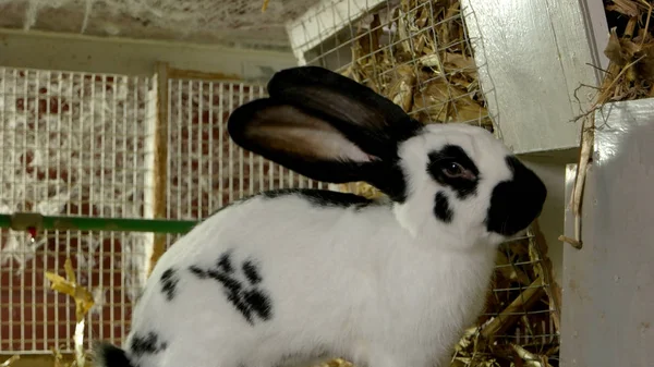 Close up cute rabbit in hutch. — Stock Photo, Image