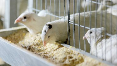 Bıldırcınlar kafeslerde evde hisse senedi çiftlik.