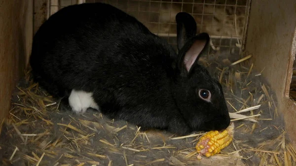 Close up black female rabbit in cage. — Stock Photo, Image