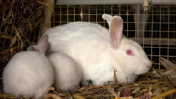 Mother rabbit with two babies. — Stock Photo, Image