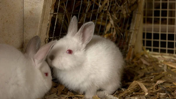 Close up young white rabbits in hutch. — Stock Photo, Image