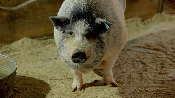 ファームで面白いベトナム豚をクローズ アップ. — ストック写真