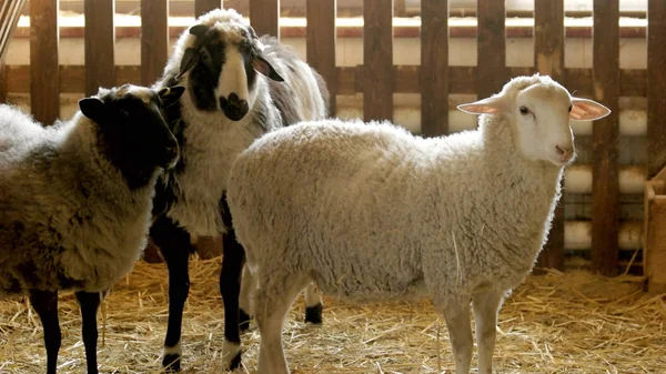 Χαριτωμένα πρόβατα σε σταθερή. — Φωτογραφία Αρχείου