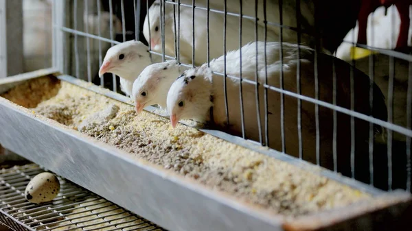 Jeunes cailles mangeant dans une cage dans une ferme. — Photo