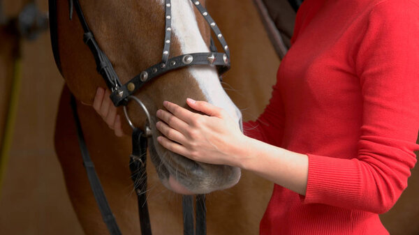Close up hands of woman hugging a horse.