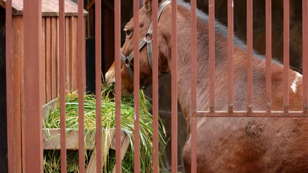 Koně jíst trávu v stabilní venku. — Stock fotografie